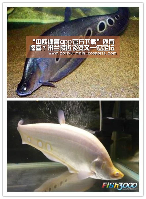 “中欧体育app官方下载”还有惊喜?米兰接近谈妥又一位足坛巨星!热刺沮丧国米更伤心(图1) 中欧体育app官方下载